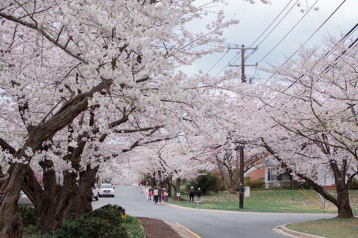 Kenwood Cherry Blossoms: Quiet Half-Day Escape from Washington DC photo 3