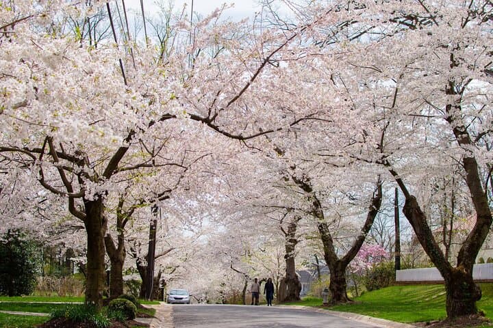 Kenwood Cherry Blossoms: Quiet Half-Day Escape from Washington DC photo 4