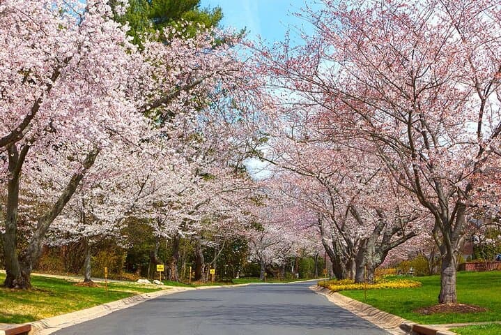 Kenwood Cherry Blossoms: Quiet Half-Day Escape from Washington DC