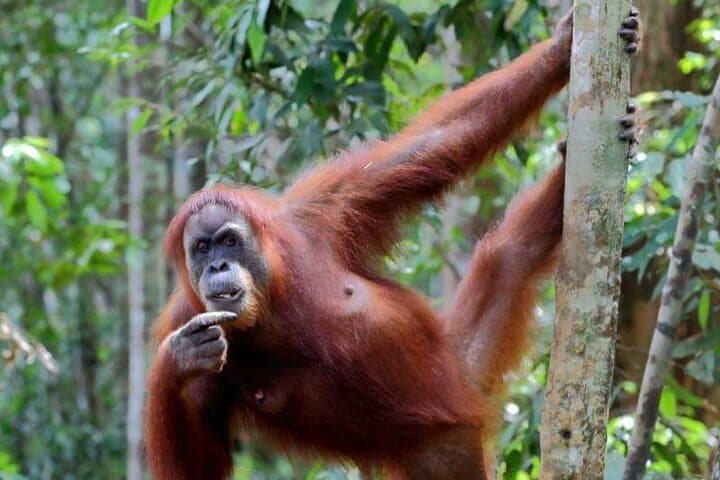 5-Day North Sumatra Jungle Trek & Mount Sibayak Sunrise Adventure photo 2