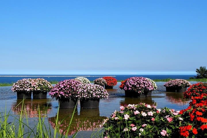 Private Day Trip from Tokyo to Hitachi Seaside Park: Nemophila & Kochia Flower Fields photo 4