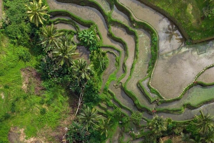 Ubud Half-Day: Monkey Forest, Tegalalang Rice Terraces & Tegenungan Waterfall photo 6