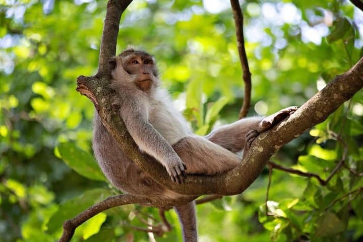 Ubud Nature Wonders: Private Day Tour to Monkey Forest, Rice Terraces & Tibumana Waterfall photo 2