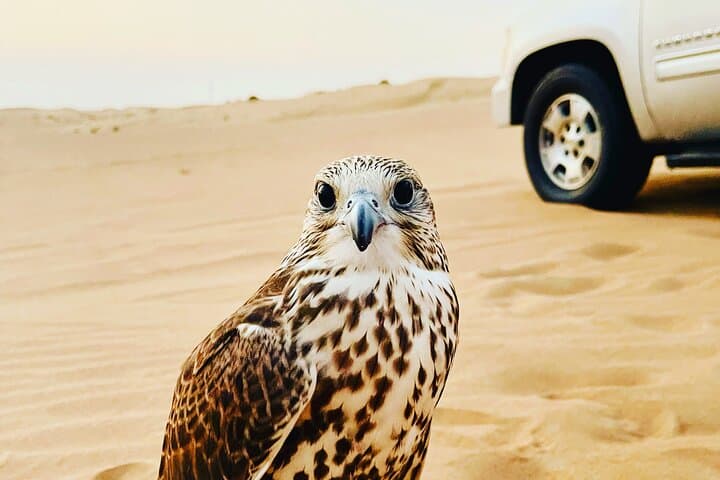 Private Dubai Buggy Ride: 3-Hour Self-Drive Dune Adventure photo 4
