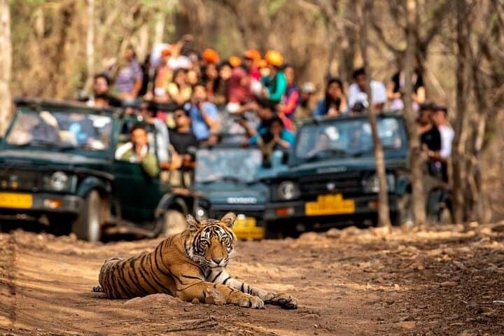 4-Day Private Ranthambore Tiger Safari & Golden Triangle Tour from Delhi photo 1