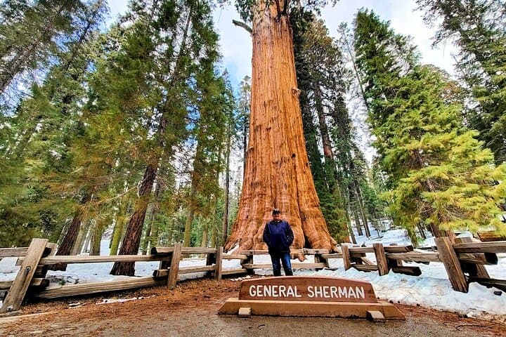 Private Sequoia National Park Day Tour from Los Angeles - General Sherman & Moro Rock photo 3