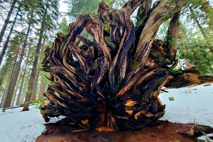 Private Sequoia National Park Day Tour from Los Angeles - General Sherman & Moro Rock photo 6
