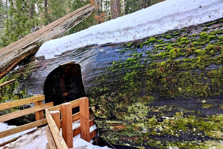 Private Sequoia National Park Day Tour from Los Angeles - General Sherman & Moro Rock photo 5