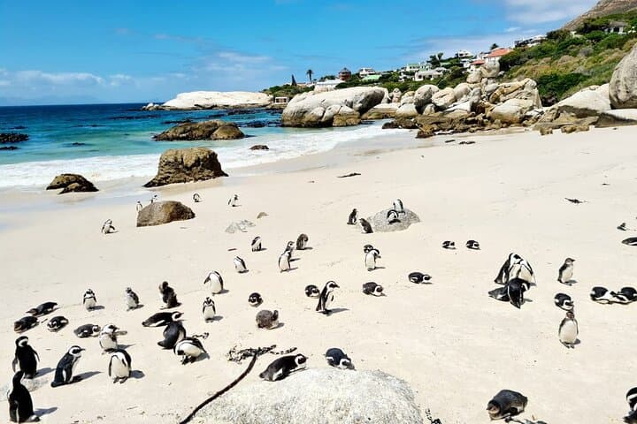 Cape Peninsula Full-Day Shore Excursion from Cape Town — Cape Point & Boulders Beach photo 4