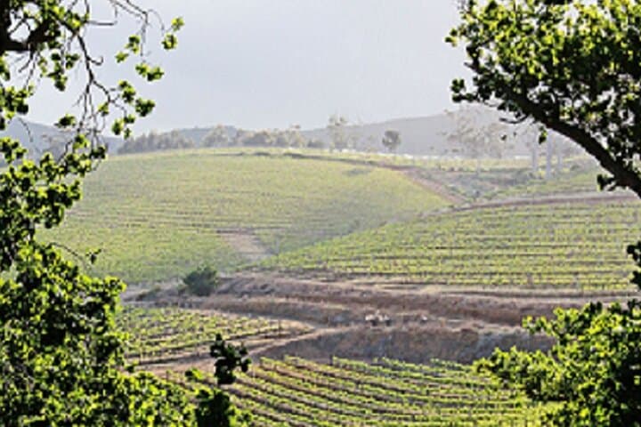Groot Constantia Private Shore Excursion: Cape Town Small-Group Wine Tour photo 5