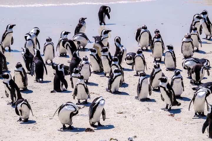 Cape Peninsula Day Tour: Camps Bay, Cape Point & Constantia Wine Tasting photo 5