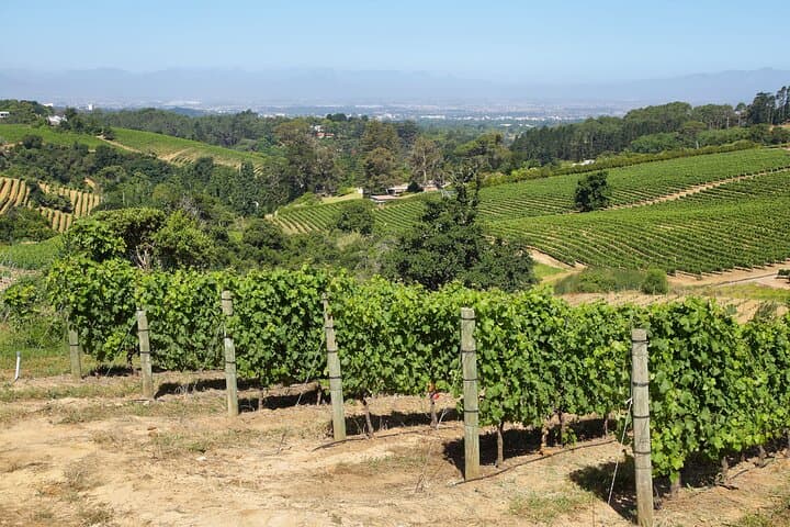 Cape Peninsula Day Tour: Camps Bay, Cape Point & Constantia Wine Tasting photo 3