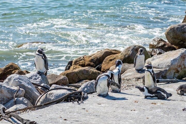 Cape Peninsula Day Tour: Camps Bay, Cape Point & Constantia Wine Tasting photo 6