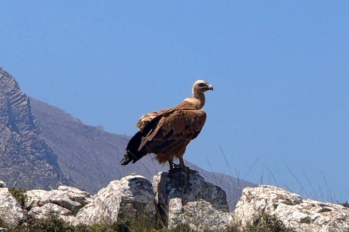 Hike Ancient Minoan Paths to Kastros for Mirabello Bay Views photo 5