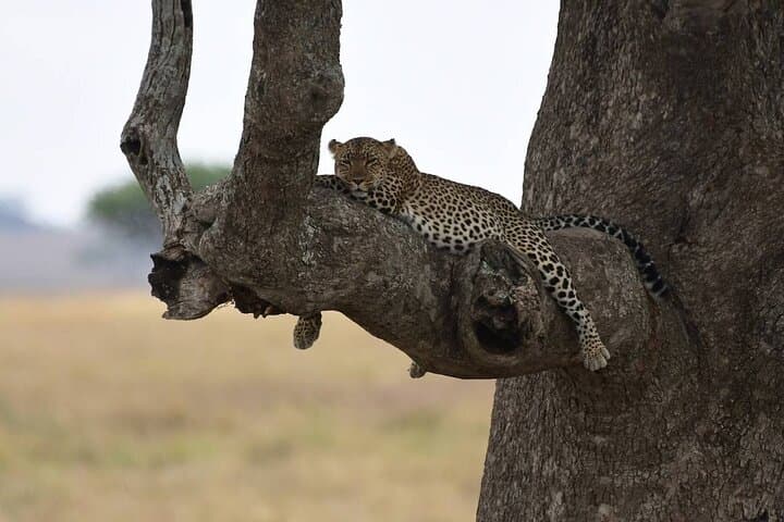 Big Five Classic Safari: 7-Day Tanzania Wildlife Adventure photo 3