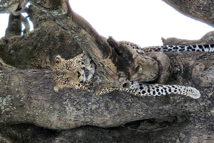 Big Five Classic Safari: 7-Day Tanzania Wildlife Adventure photo 4