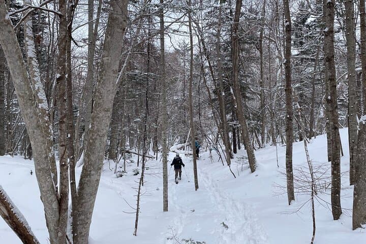 Snowshoeing in Otaru Forest: Guided Winter Walk with Transfer photo 2