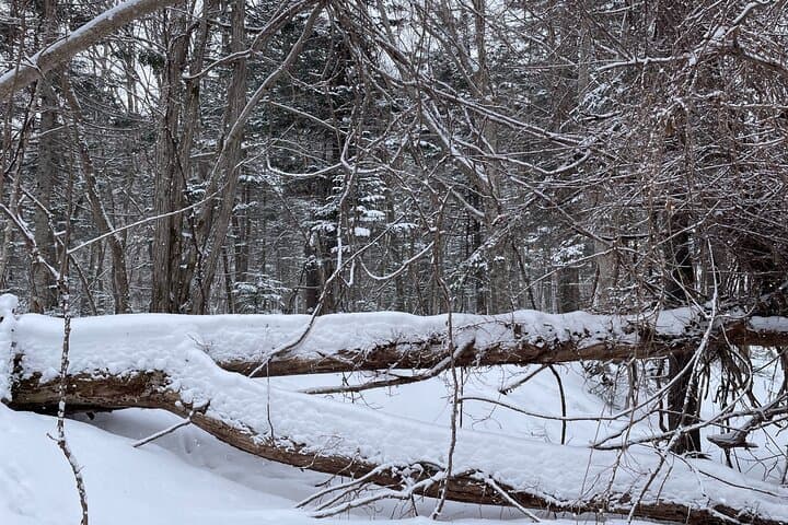 Snowshoeing in Otaru Forest: Guided Winter Walk with Transfer photo 3