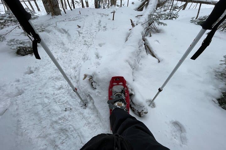 Snowshoeing in Otaru Forest: Guided Winter Walk with Transfer photo 4