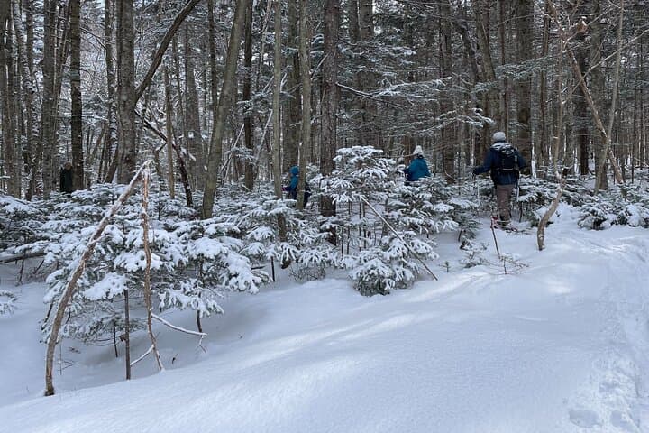 Snowshoeing in Otaru Forest: Guided Winter Walk with Transfer photo 5
