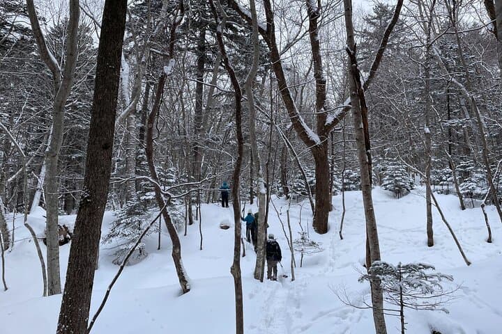 Snowshoeing in Otaru Forest: Guided Winter Walk with Transfer photo 6