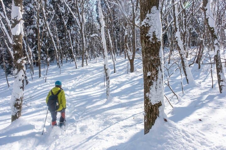 Snowshoeing in Otaru Forest: Guided Winter Walk with Transfer