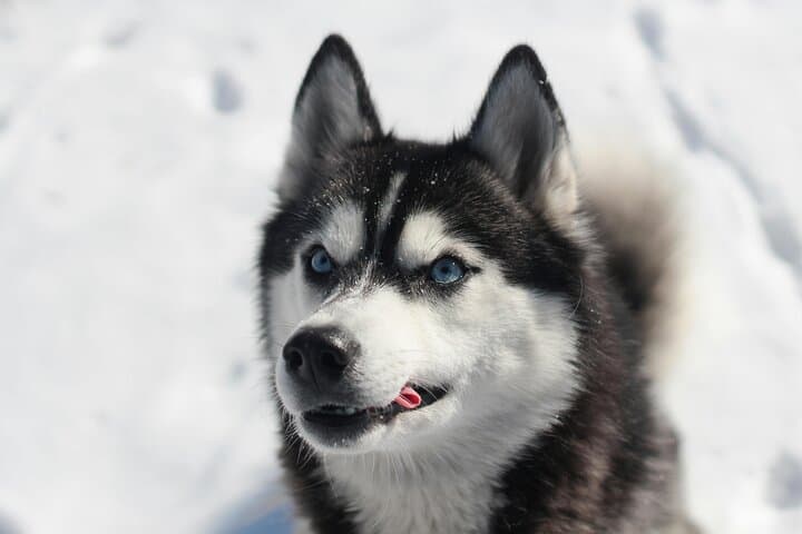 Husky Safari from Levi: 2km & 5km Husky Sledge Rides in Lapland