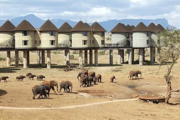7-Day Kenya Safari: Amboseli, Salt Lick & Tsavo Wildlife Adventure photo 3
