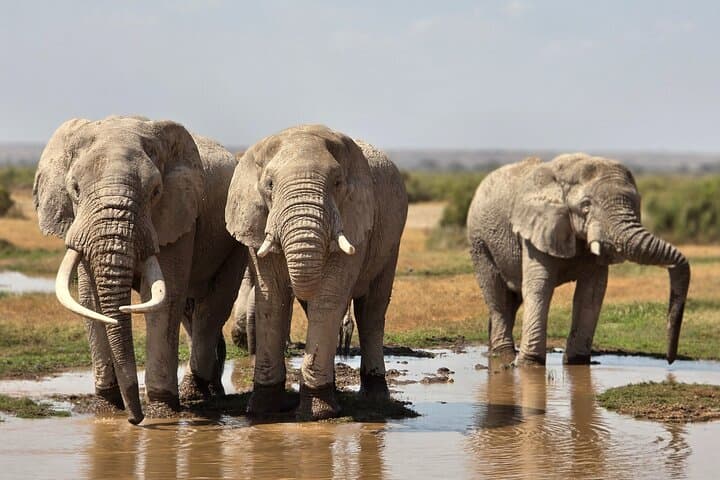 7-Day Kenya Safari: Amboseli, Salt Lick & Tsavo Wildlife Adventure photo 1