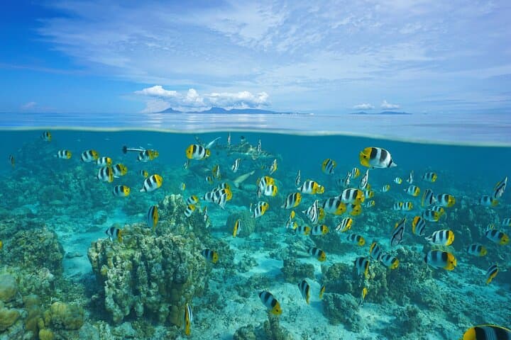 Private Raiatea & Taha’a Lagoon Cruise — Snorkel Coral Gardens & Visit Vanilla Plantations photo 4
