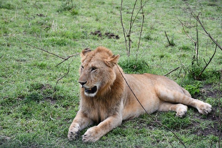 Budget 6-Day Kenya Safari: Masai Mara, Lake Nakuru & Amboseli