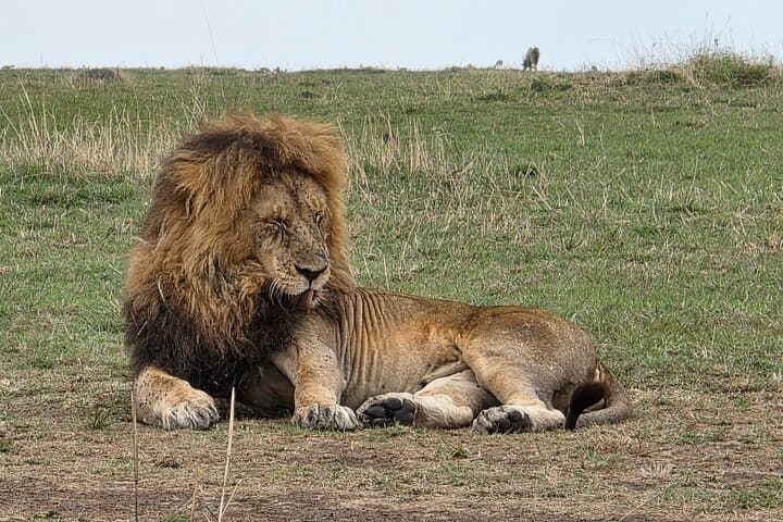 Budget 6-Day Kenya Safari: Masai Mara, Lake Nakuru & Amboseli photo 5