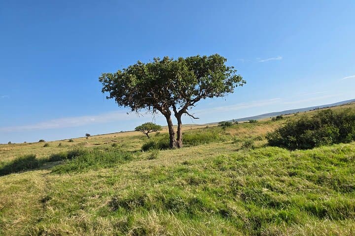 Budget 6-Day Kenya Safari: Masai Mara, Lake Nakuru & Amboseli photo 6