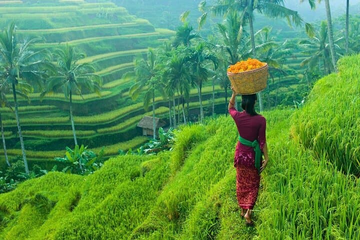 Ubud Full-Day: Monkey Forest, Tegalalang Rice Terraces & Sacred Temples photo 3