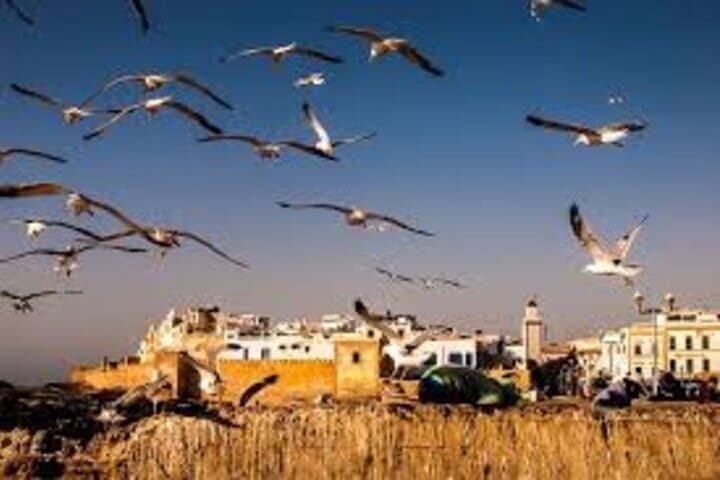 Essaouira Day Trip from Marrakech: Coastal Medinas, Argan Goats & Fresh Seafood photo 3
