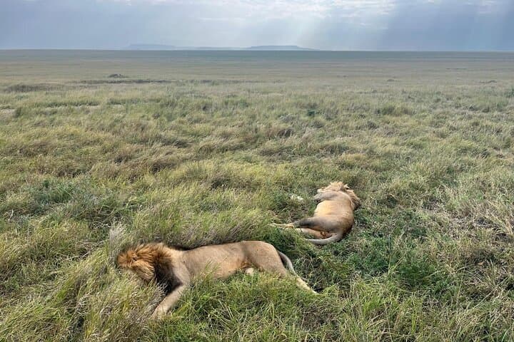 Budget 2-Day Safari: Tarangire & Ngorongoro Crater Wildlife Experience
