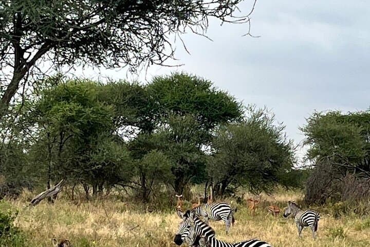 Budget 2-Day Safari: Tarangire & Ngorongoro Crater Wildlife Experience photo 2