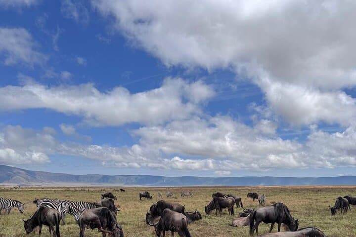 Budget 2-Day Safari: Tarangire & Ngorongoro Crater Wildlife Experience photo 3