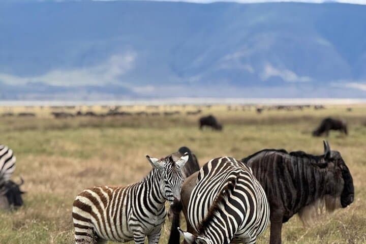 Budget 2-Day Safari: Tarangire & Ngorongoro Crater Wildlife Experience photo 4