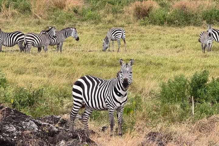 Budget 2-Day Safari: Tarangire & Ngorongoro Crater Wildlife Experience photo 5