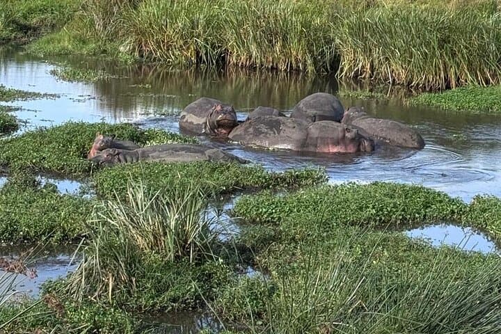 Budget 2-Day Safari: Tarangire & Ngorongoro Crater Wildlife Experience photo 6