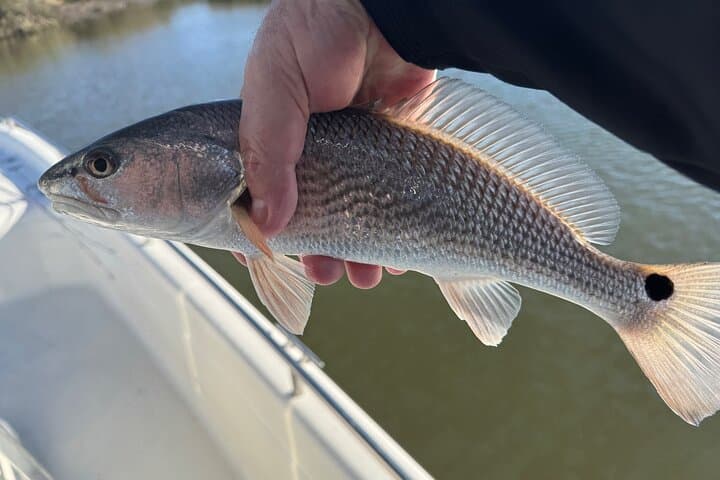 Mount Pleasant Inshore Fishing Charters — Redfish, Sea Trout & Flounder Trips photo 3