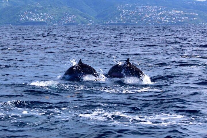 Full-Day Speed Boat to Dolphins, Turtles & Southern Coves — Martinique photo 4