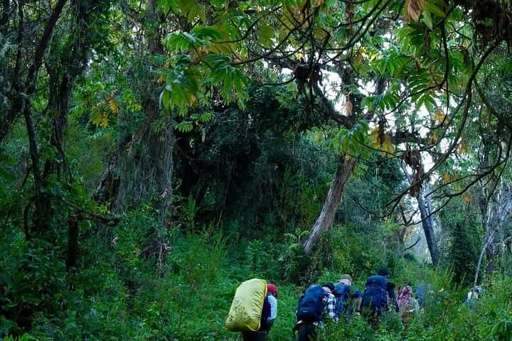 Kilimanjaro Half-Day Hike: Marangu Rainforest Trek to Mandara Hut photo 5