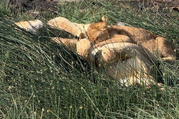 6-Day Private Serengeti Migration Safari from Arusha — Tarangire, Serengeti, Ngorongoro & Manyara photo 2