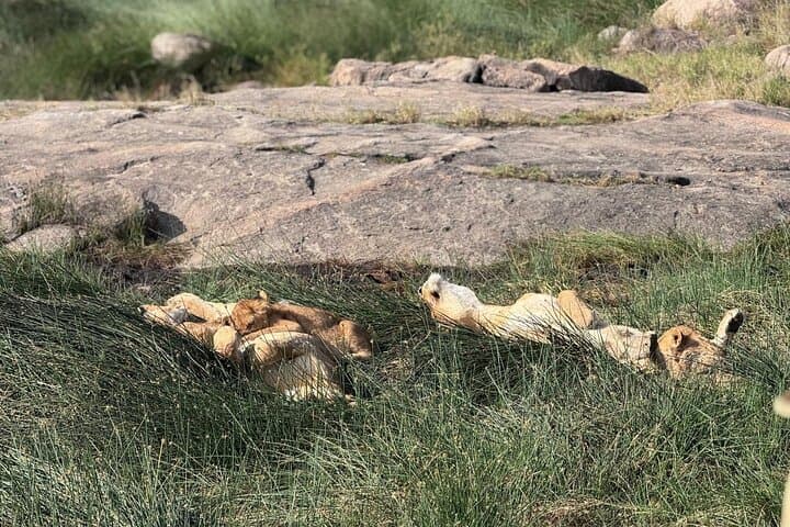 6-Day Private Serengeti Migration Safari from Arusha — Tarangire, Serengeti, Ngorongoro & Manyara photo 3