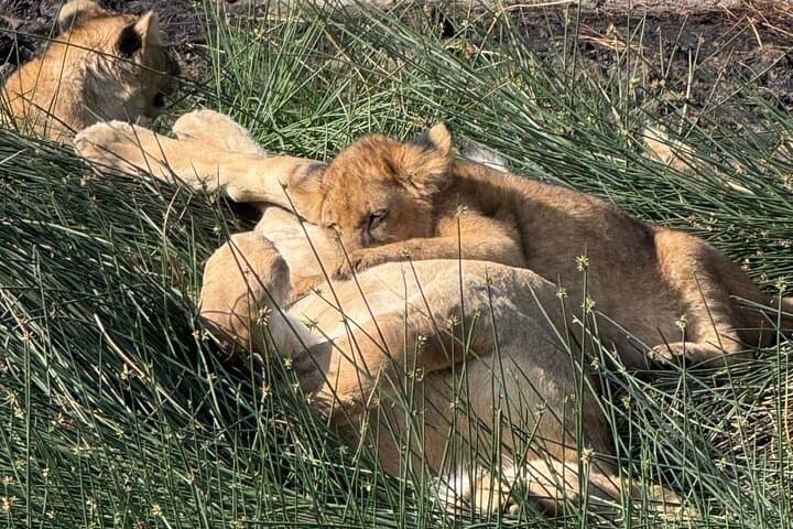 6-Day Private Serengeti Migration Safari from Arusha — Tarangire, Serengeti, Ngorongoro & Manyara photo 4