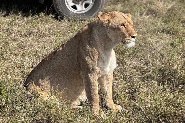 6-Day Private Serengeti Migration Safari from Arusha — Tarangire, Serengeti, Ngorongoro & Manyara photo 5