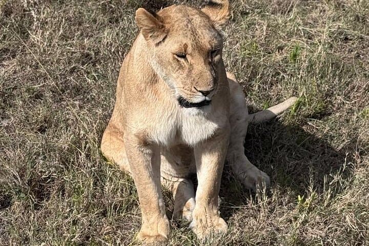 6-Day Private Serengeti Migration Safari from Arusha — Tarangire, Serengeti, Ngorongoro & Manyara photo 6
