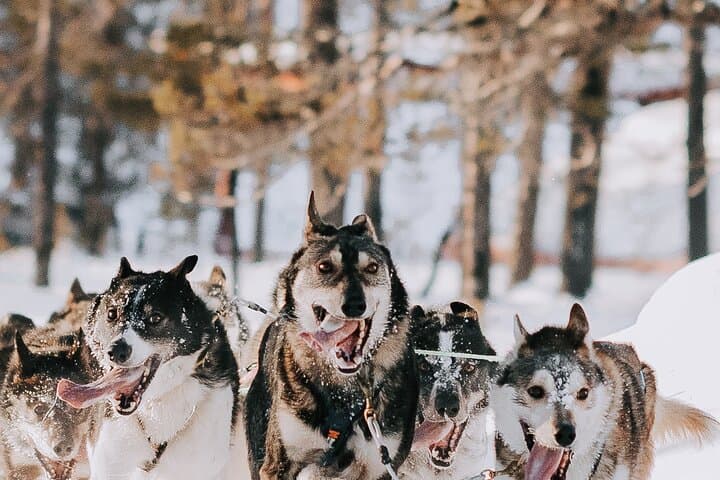 Husky Adventure 10km — Saariselkä Husky Safari & Mushing Experience photo 6